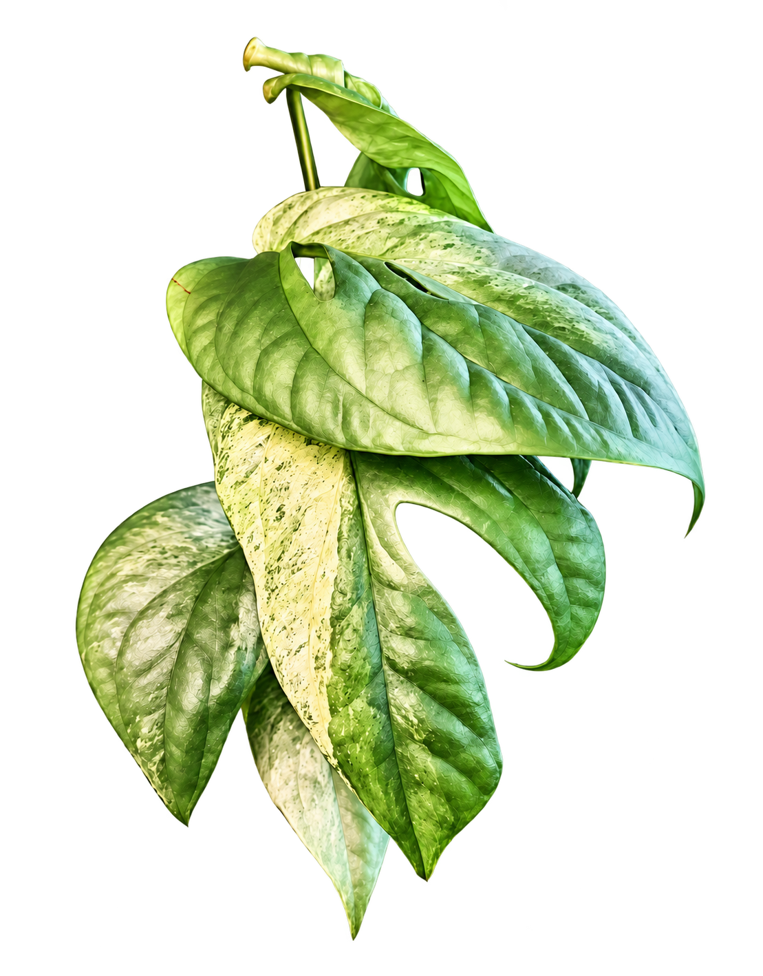 Amydrium Medium Silver Variegated plant