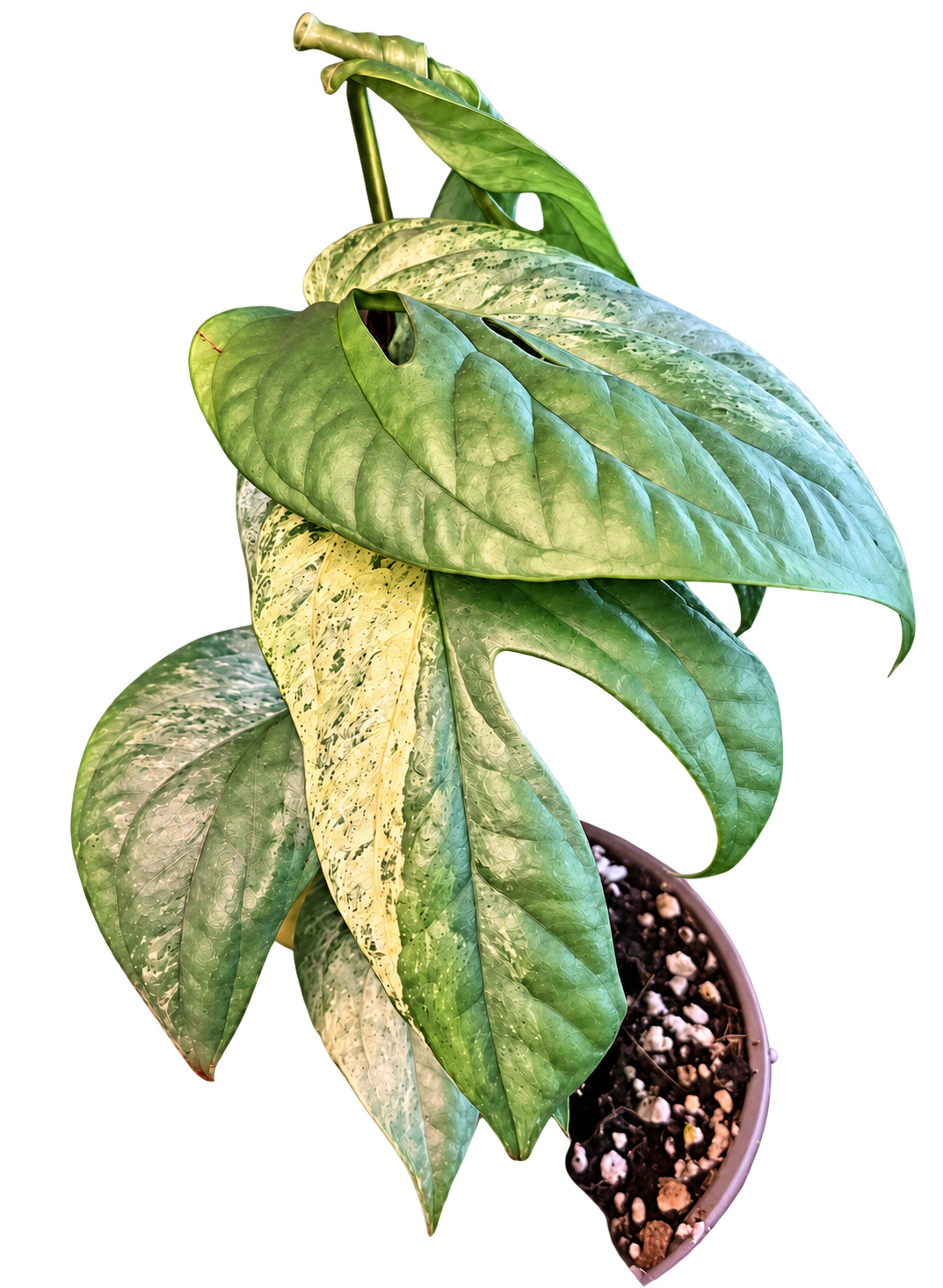 Amydrium Medium Silver Variegated plant