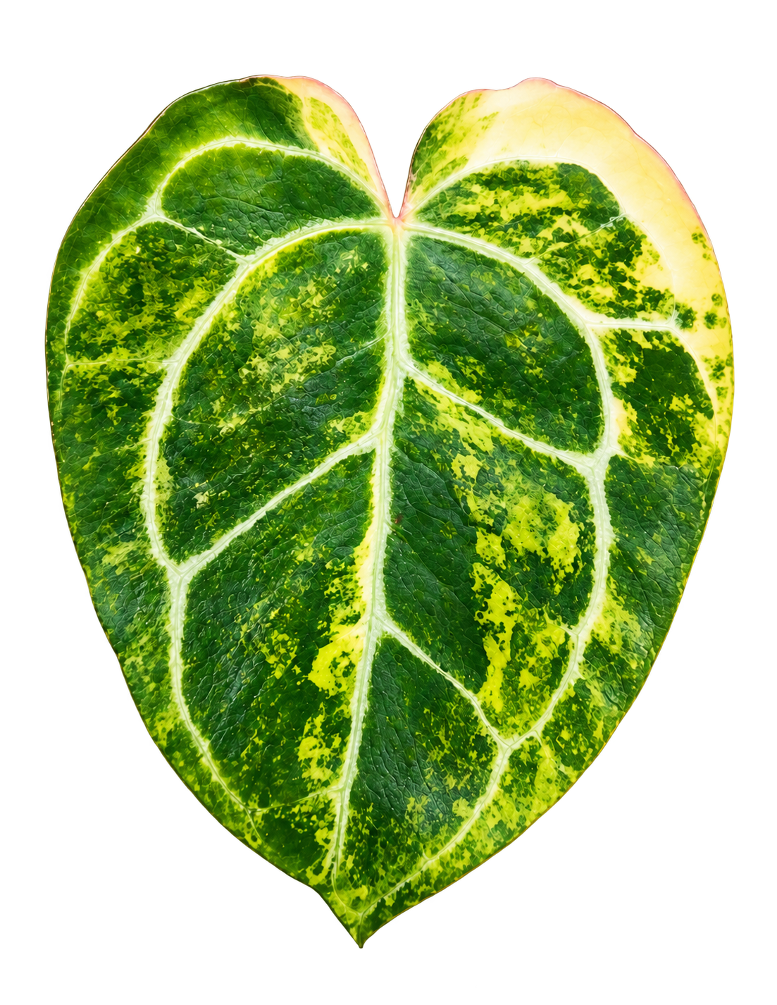 Anthurium Crystallinum Variegated plant