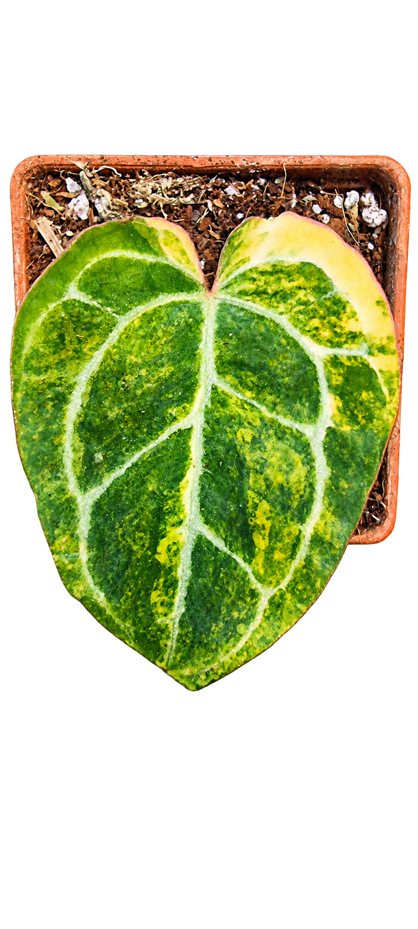 Anthurium Crystallinum Variegated plant