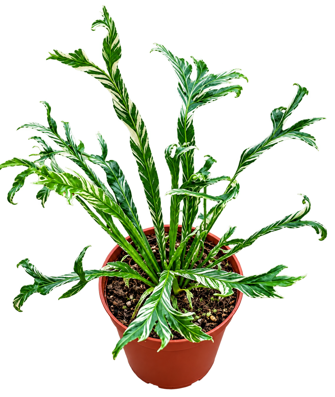 Asplenium nidus Variegata fern in an 8cm pot – full plant view