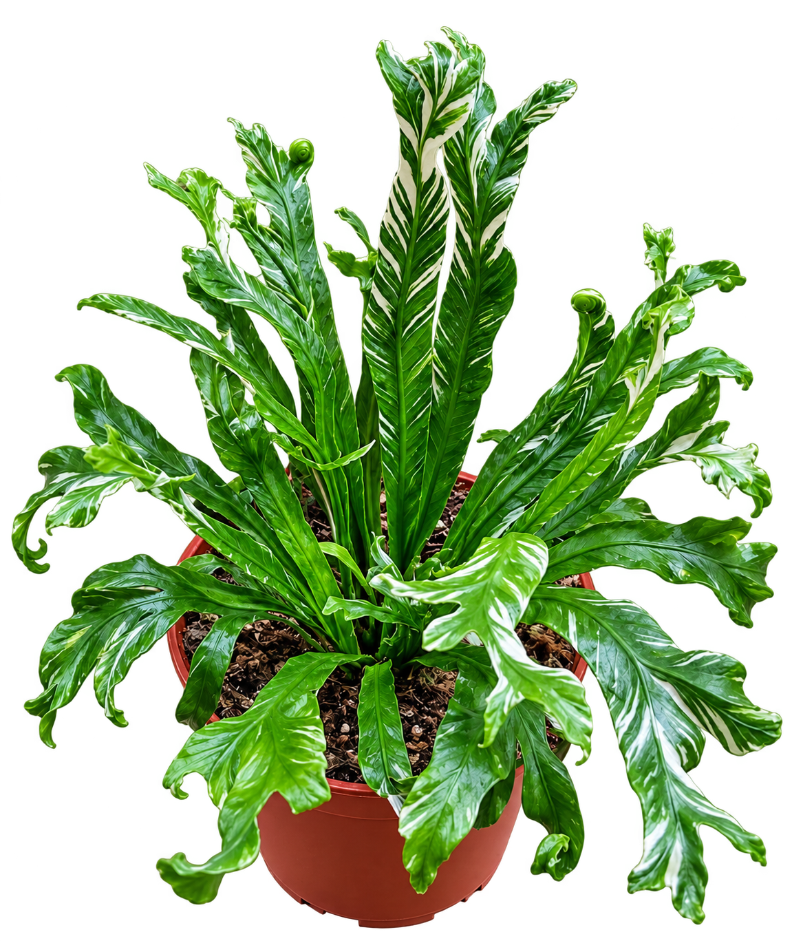 Asplenium nidus Variegata showing green and white variegated fronds
