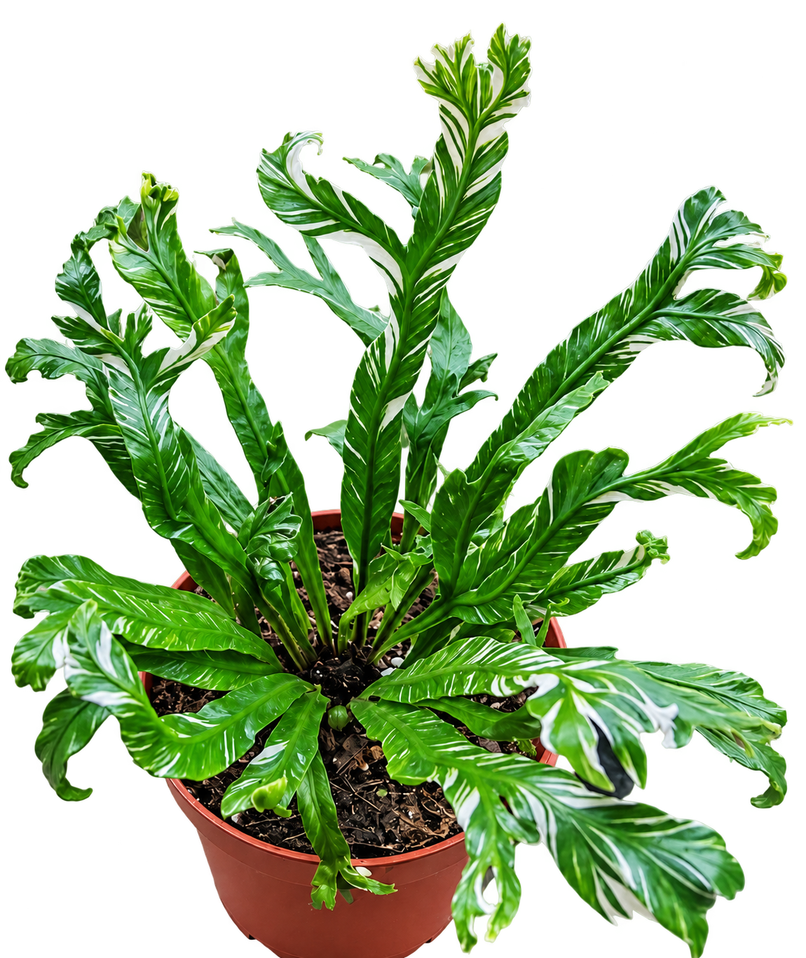 Variegated bird's nest fern Asplenium nidus in an 8cm nursery pot