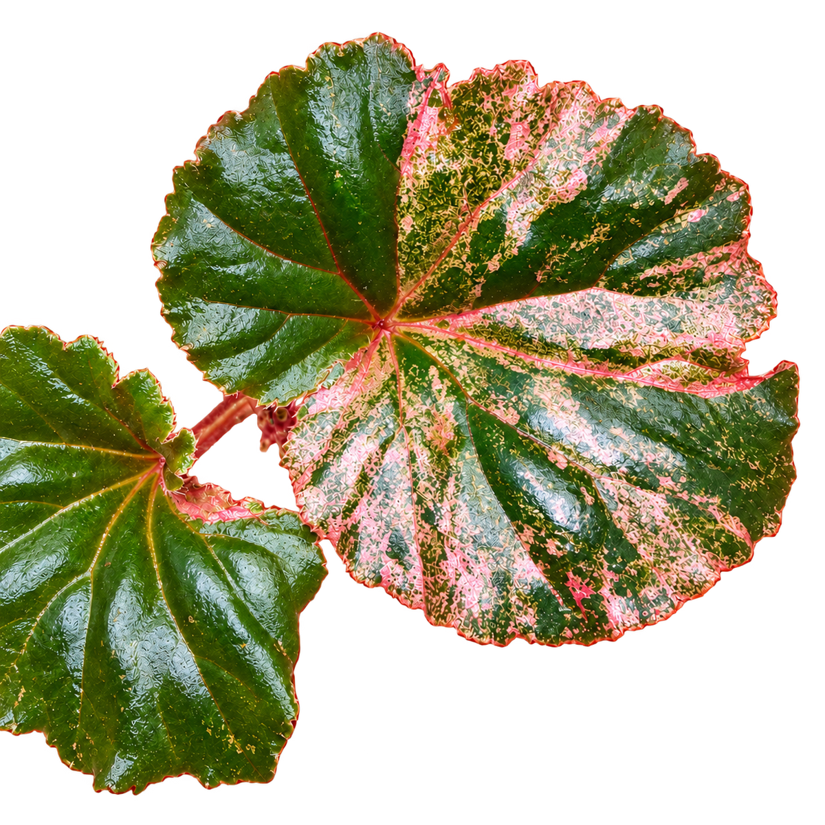 Begonia Cucullata Pink Variegated plant