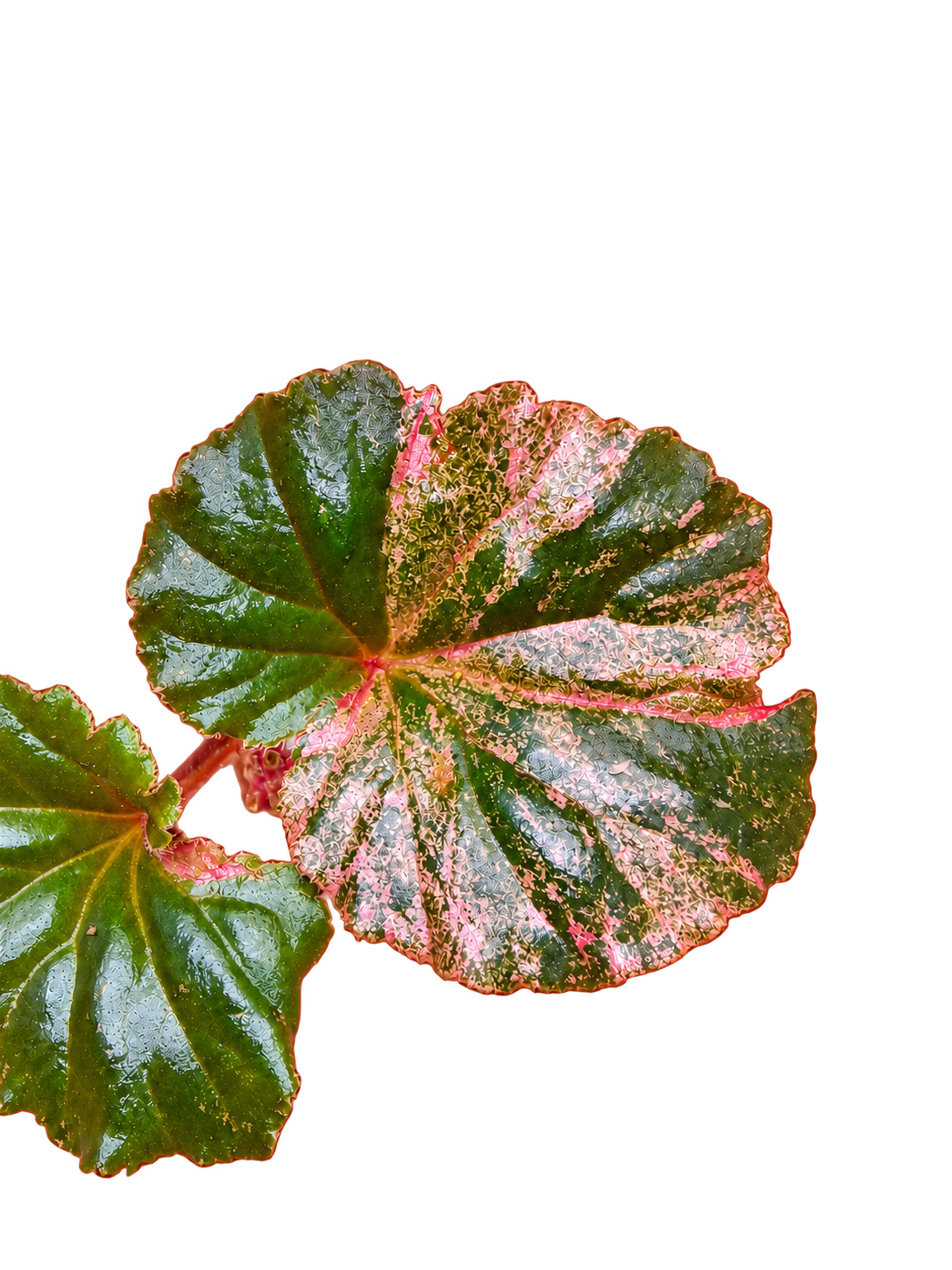 Begonia Cucullata Pink Variegated plant