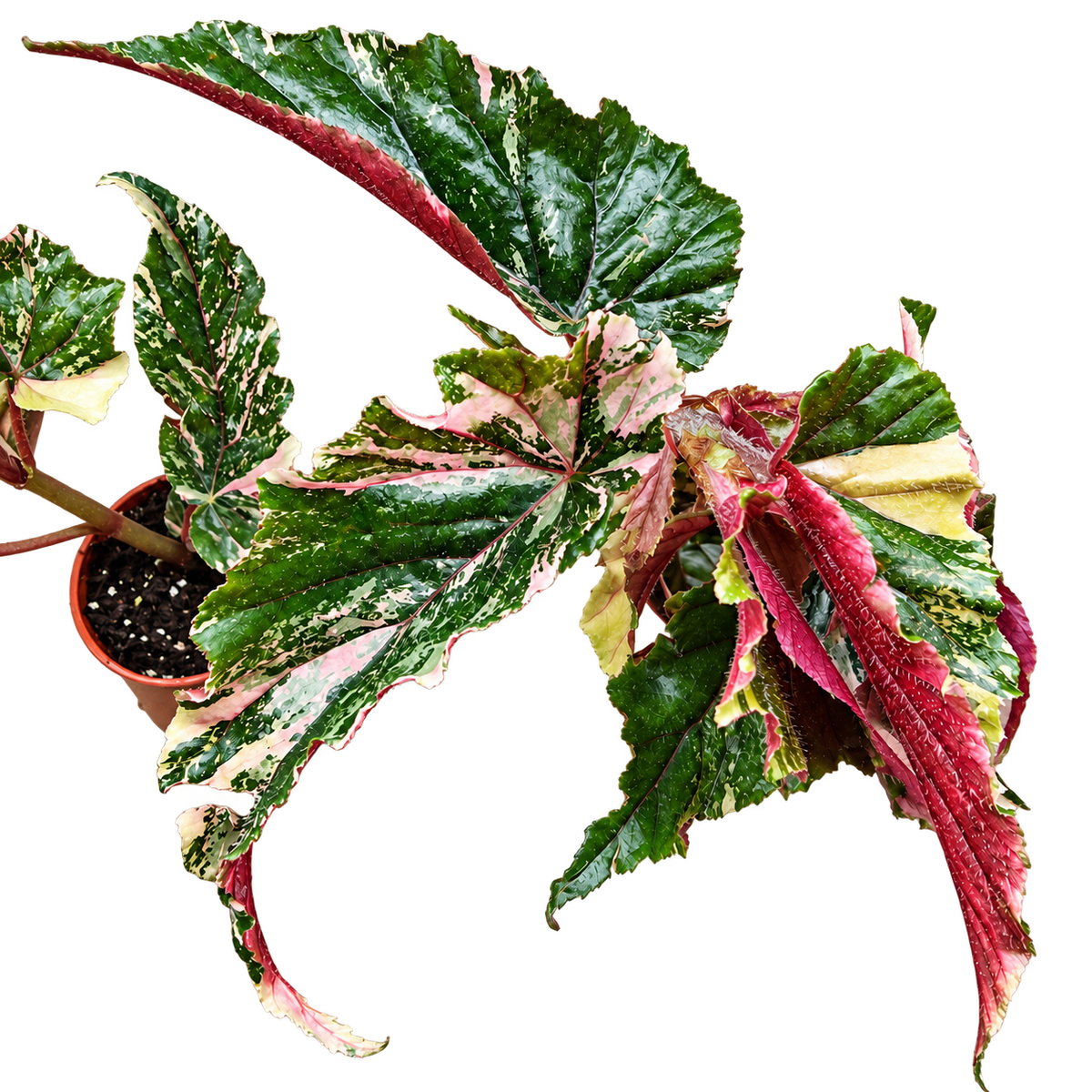Begonia Ginny Galaxy patterned collector plant