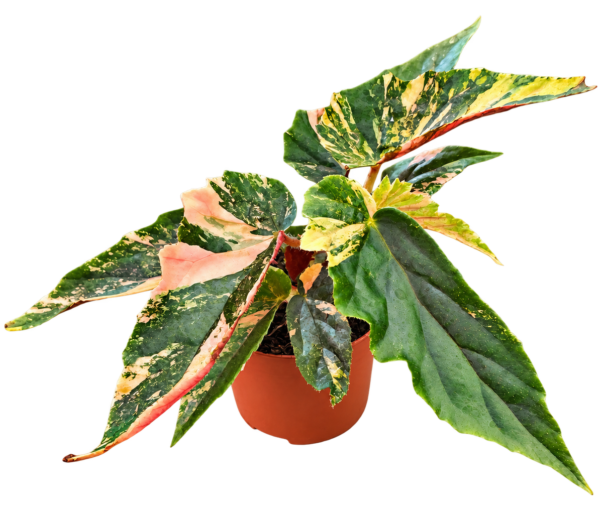 Begonia Ginny Galaxy plant