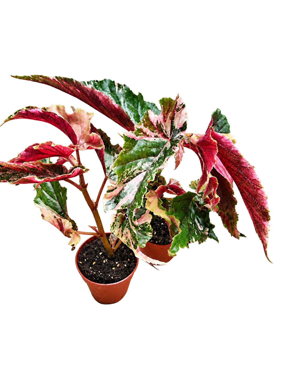 Begonia Ginny Galaxy foliage