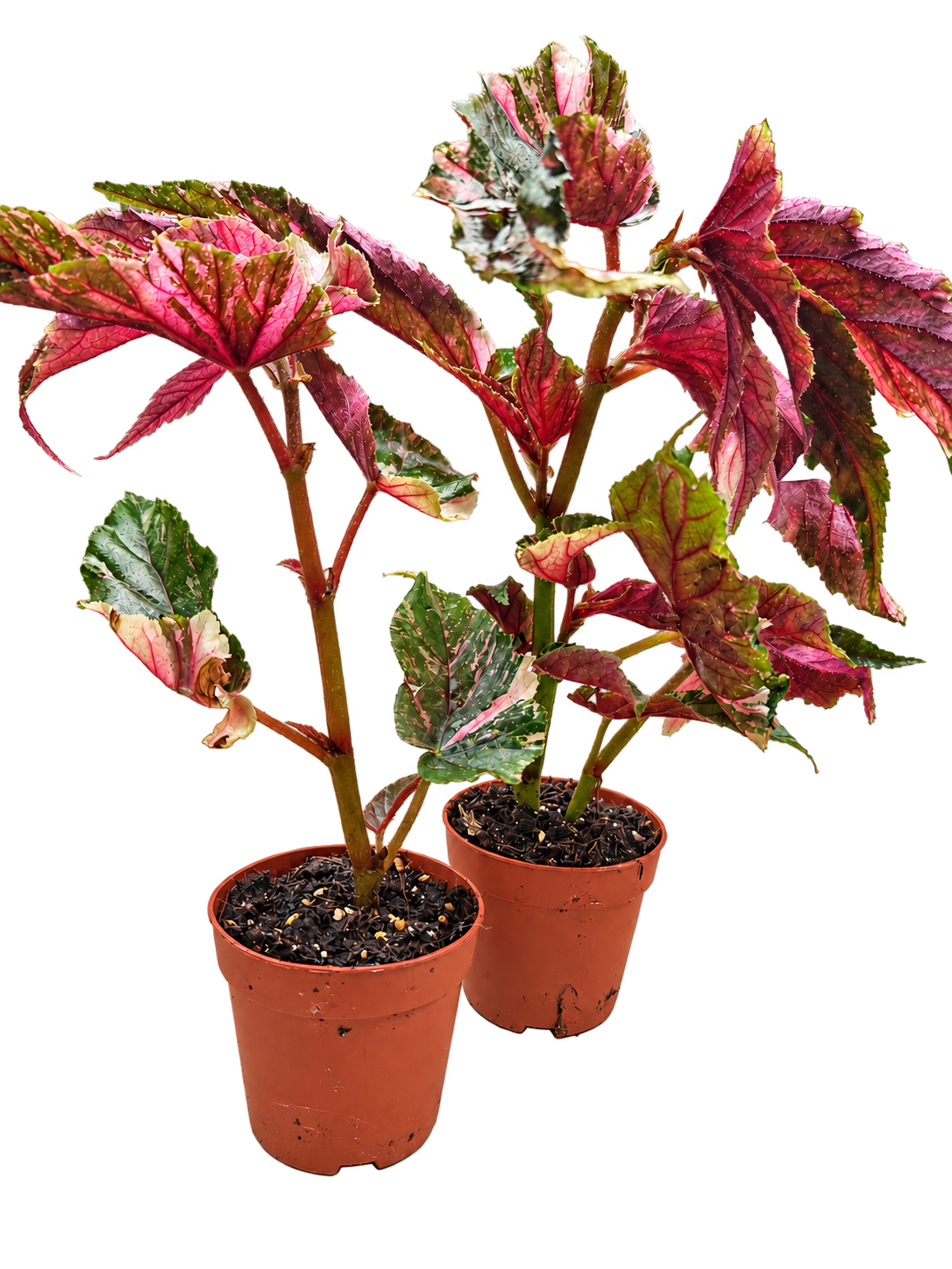 Begonia Ginny Galaxy plant detail