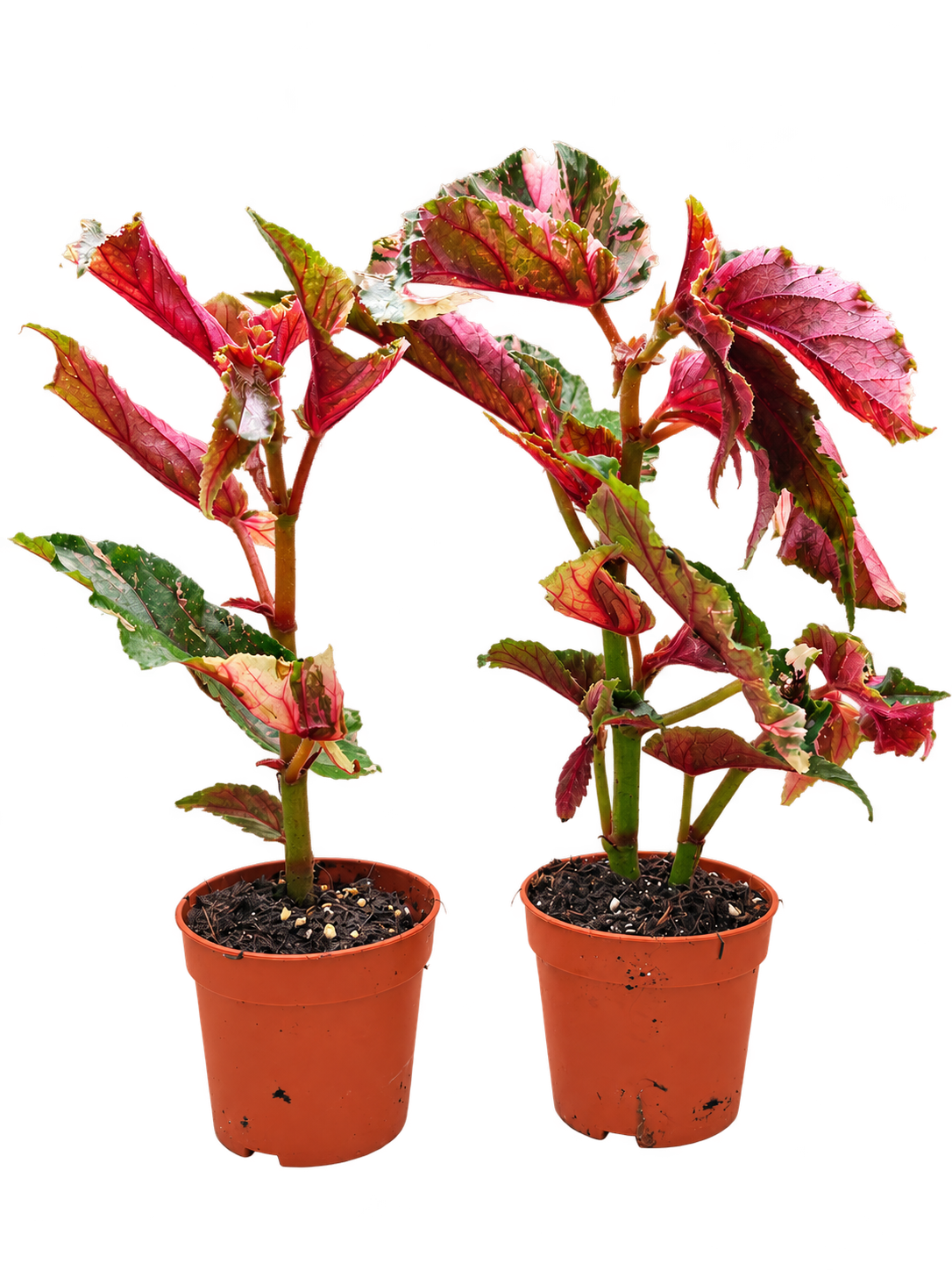 Begonia Ginny Galaxy additional view