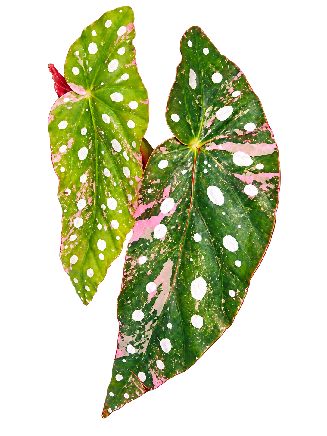 Begonia Maculata Pink Variegated plant