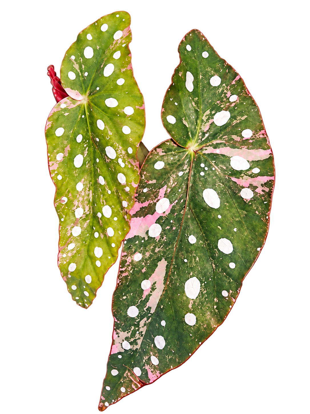 Begonia Maculata Pink Variegated plant