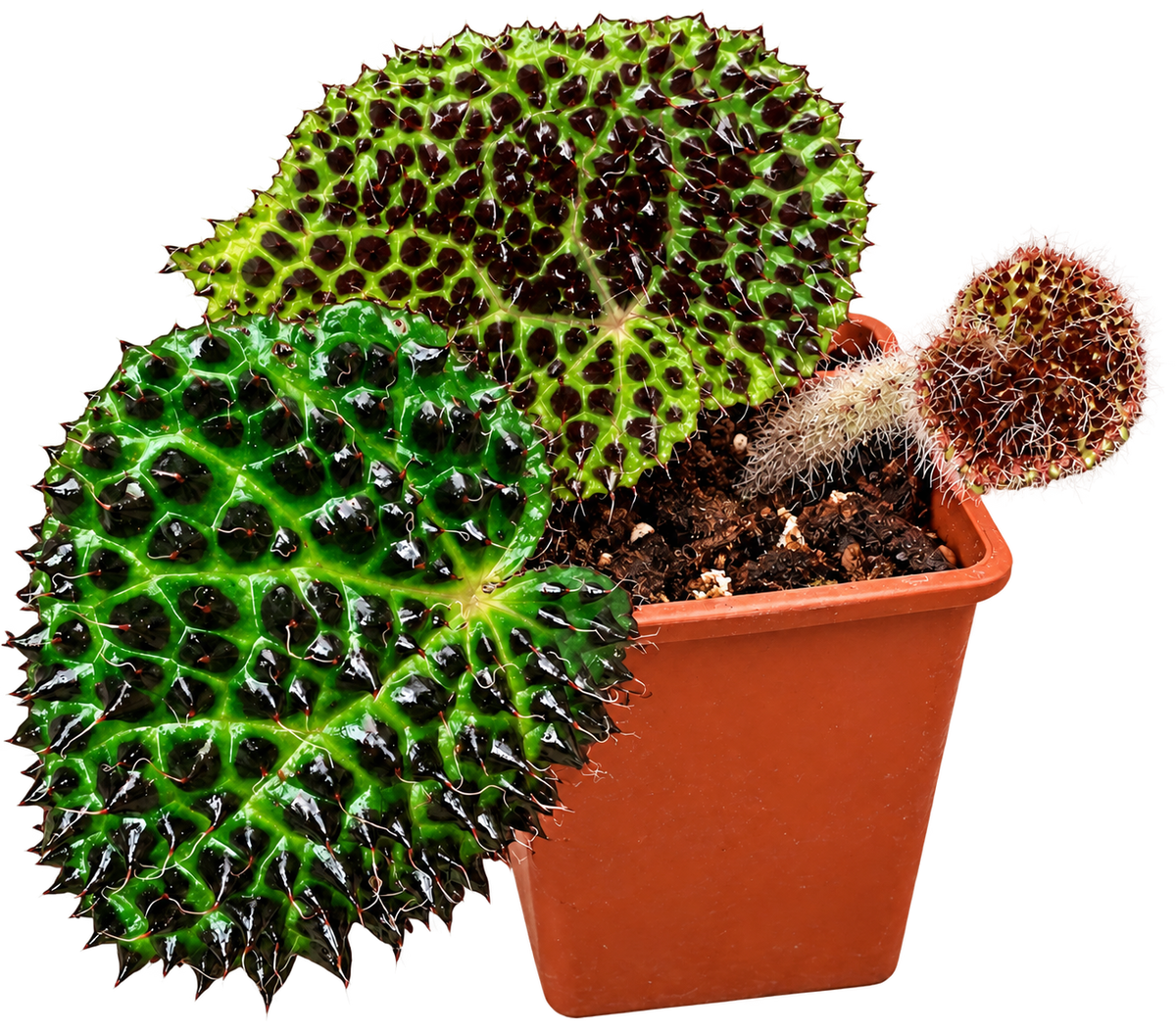 Begonia melanobullata with dark conical bullae and hairy textured leaves in a 9 cm pot