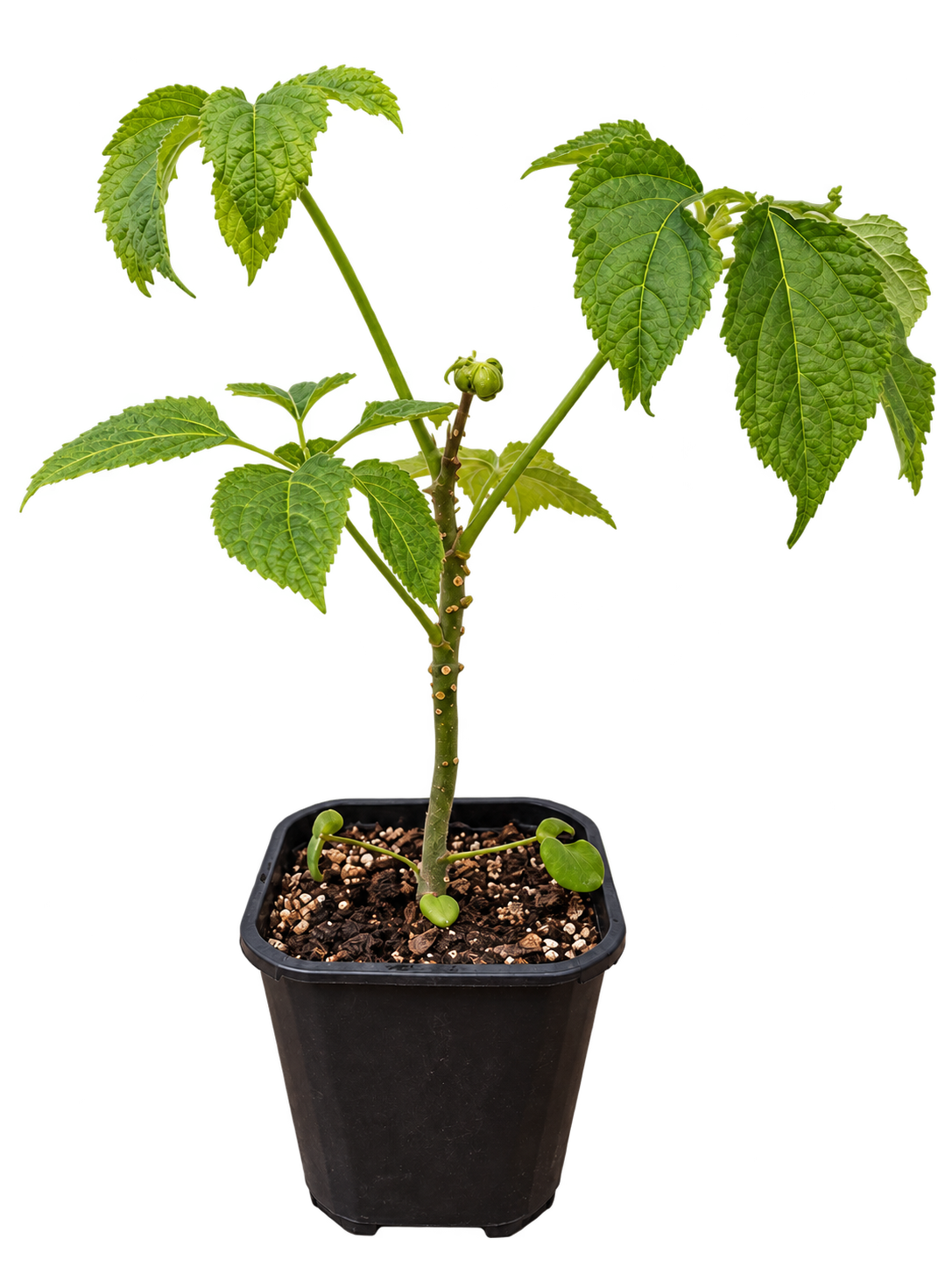 Brassaiopsis fatsioides rare foliage plant in a 2 litre pot
