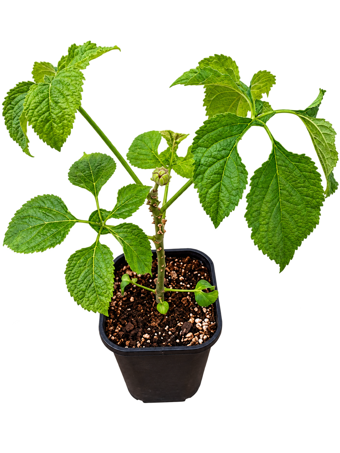 Brassaiopsis fatsioides full plant showing textured green foliage