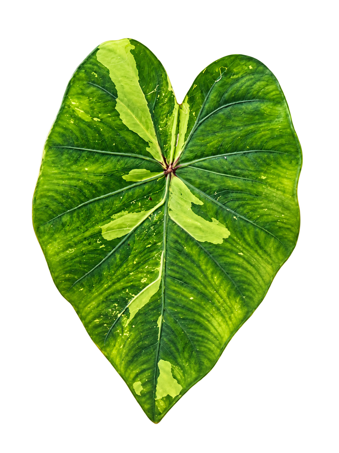 Colocasia Lemon Lime Gecko plant