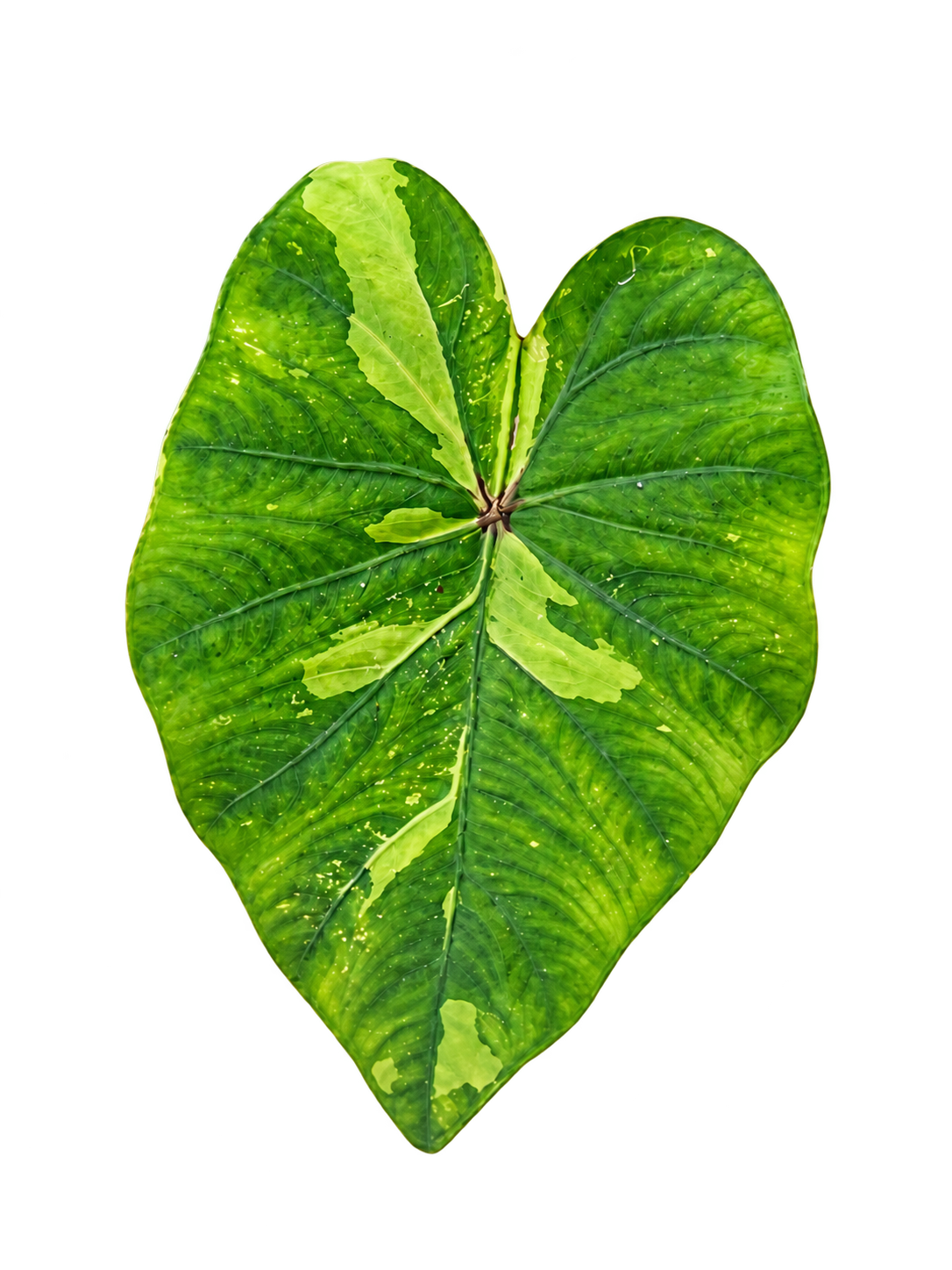 Colocasia Lemon Lime Gecko plant