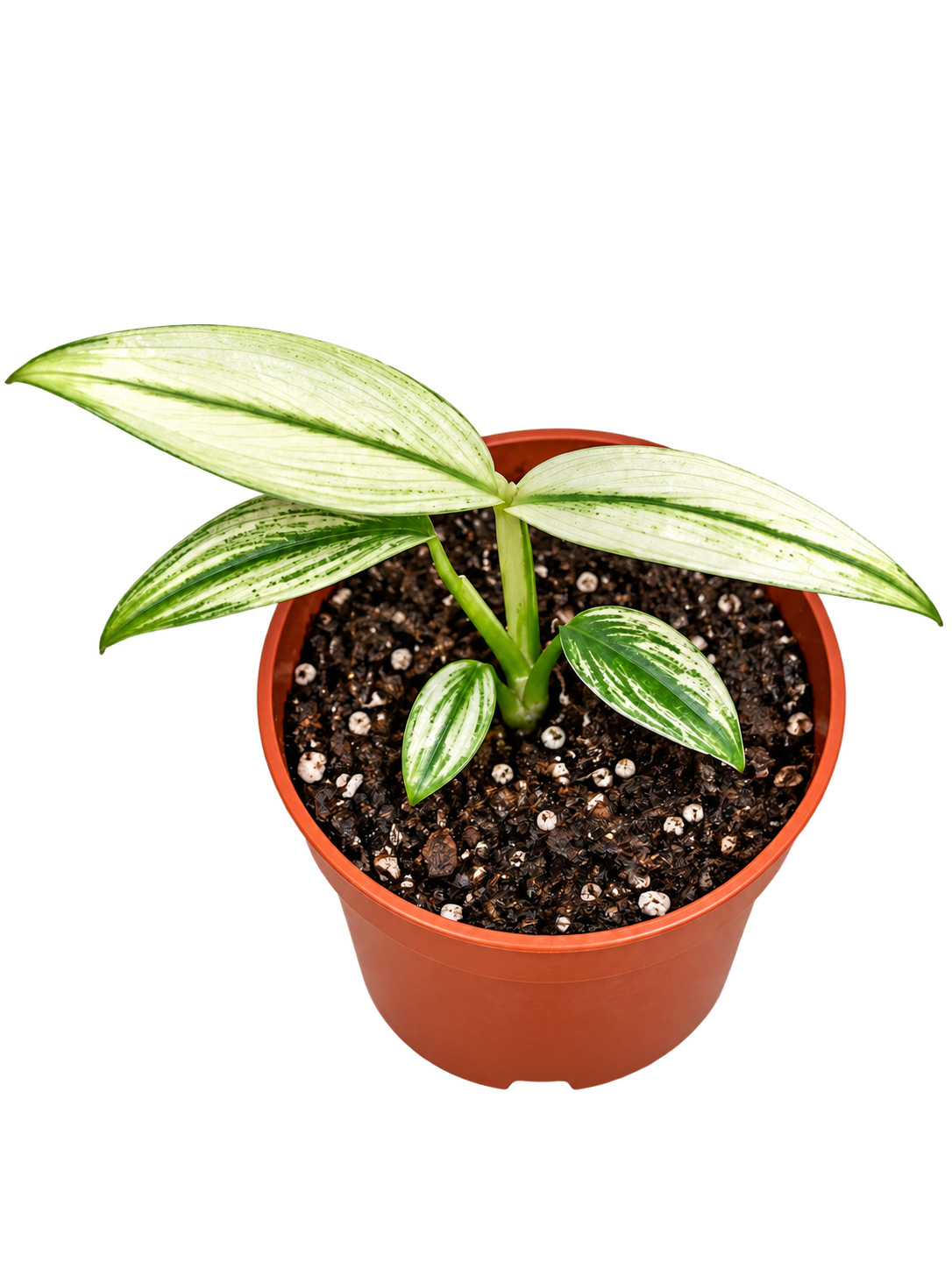 Juvenile Epipremnum amplissimum variegated with narrow cream and green striped leaves in a 12 cm pot