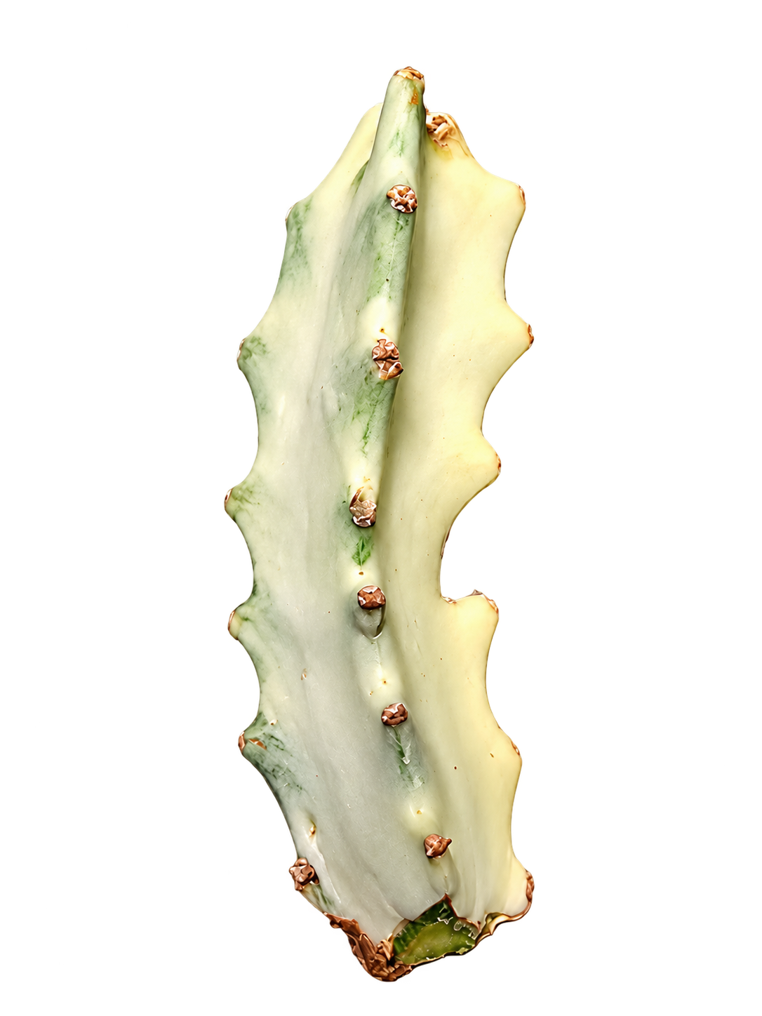 Euphorbia lactea White Ghost small variegated unrooted cutting
