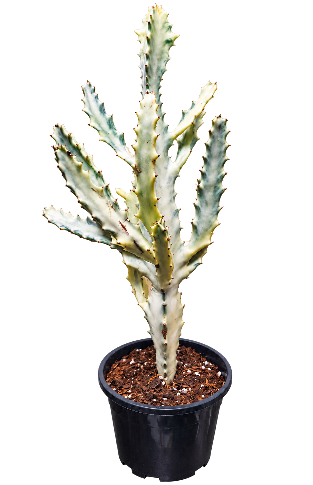 Euphorbia lactea White Ghost established branching plant in a 17 cm pot