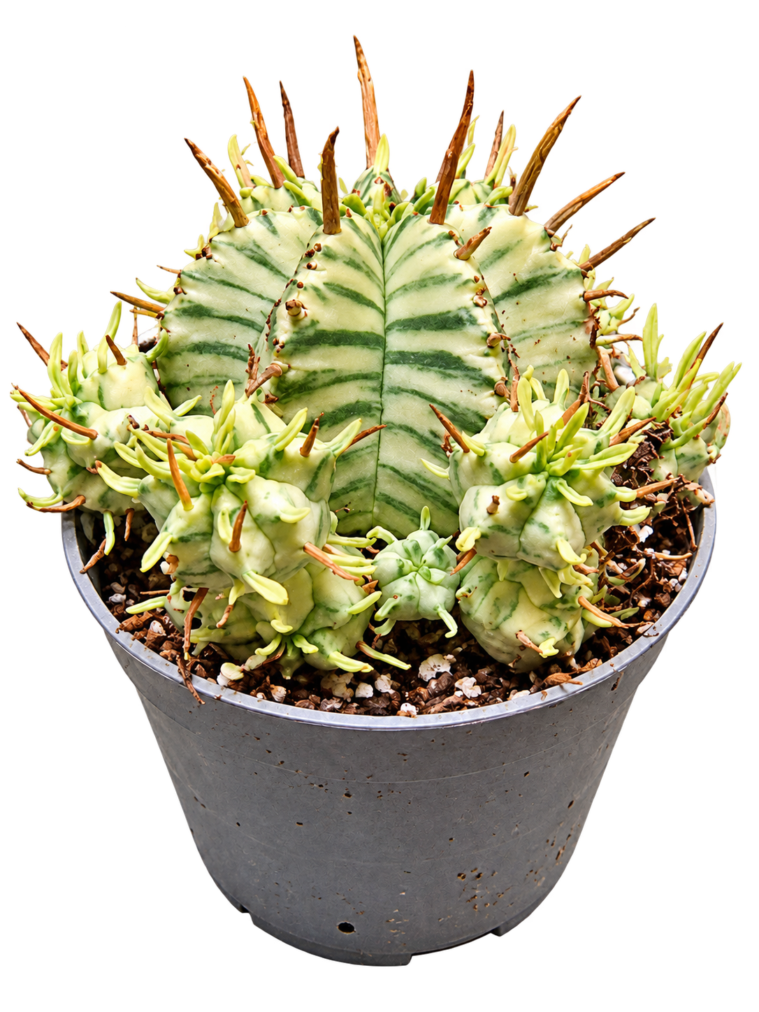Euphorbia meloformis Variegata mature plant with offsets, front view