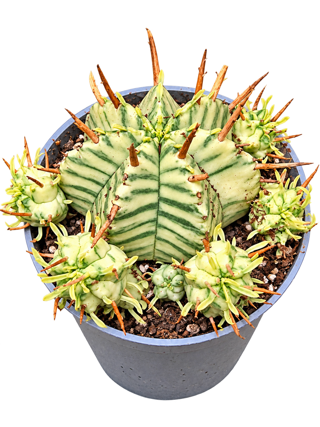 Euphorbia meloformis Variegata showing cream and green striping, top view