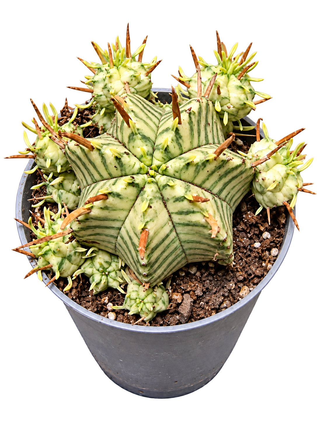 Clumping Euphorbia meloformis Variegata with numerous pale offsets