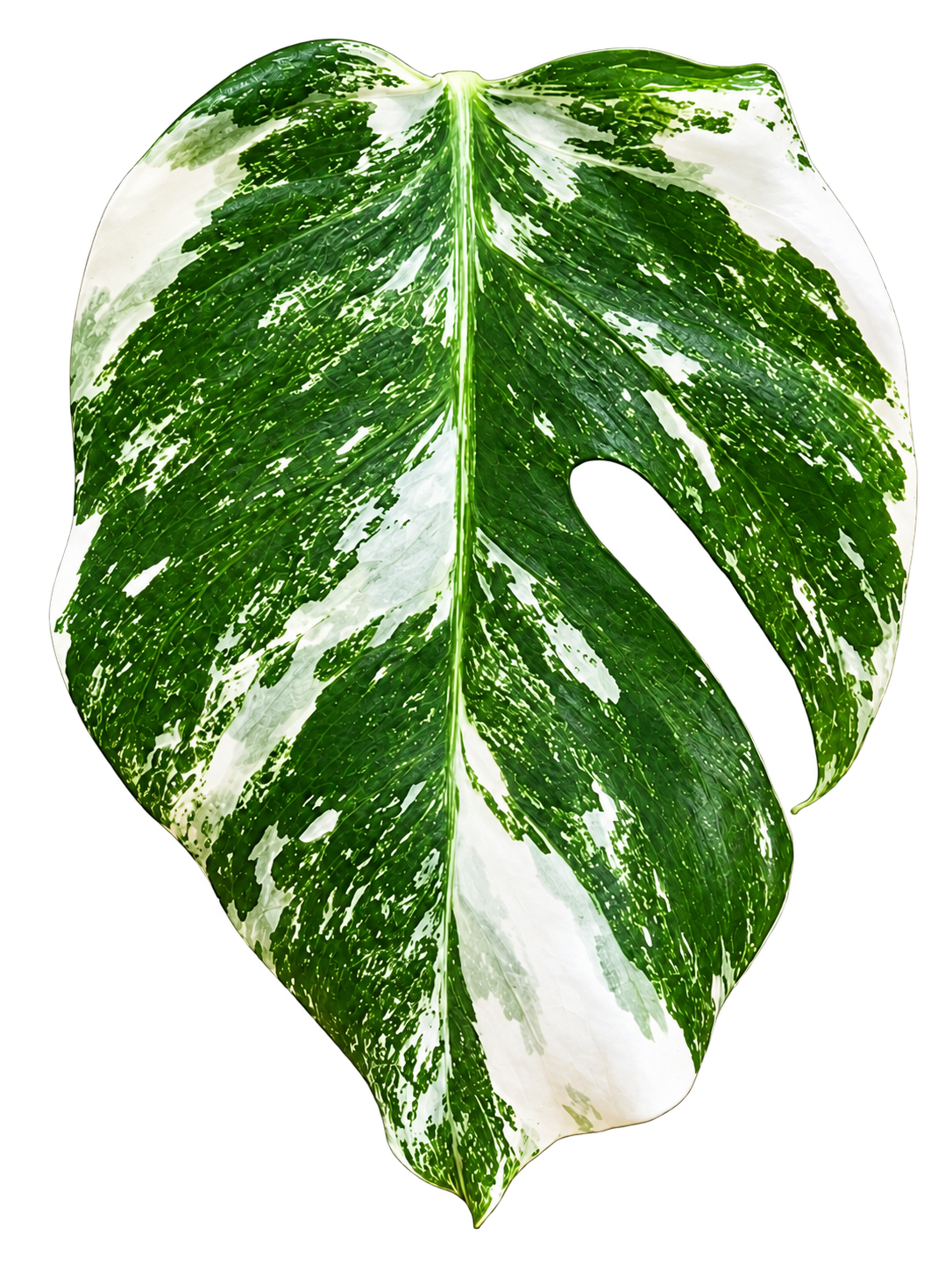 Monstera Albo Variegata plant
