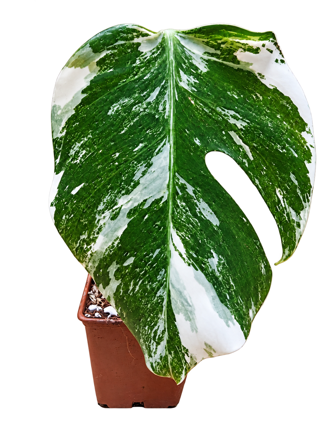 Monstera Albo Variegata plant
