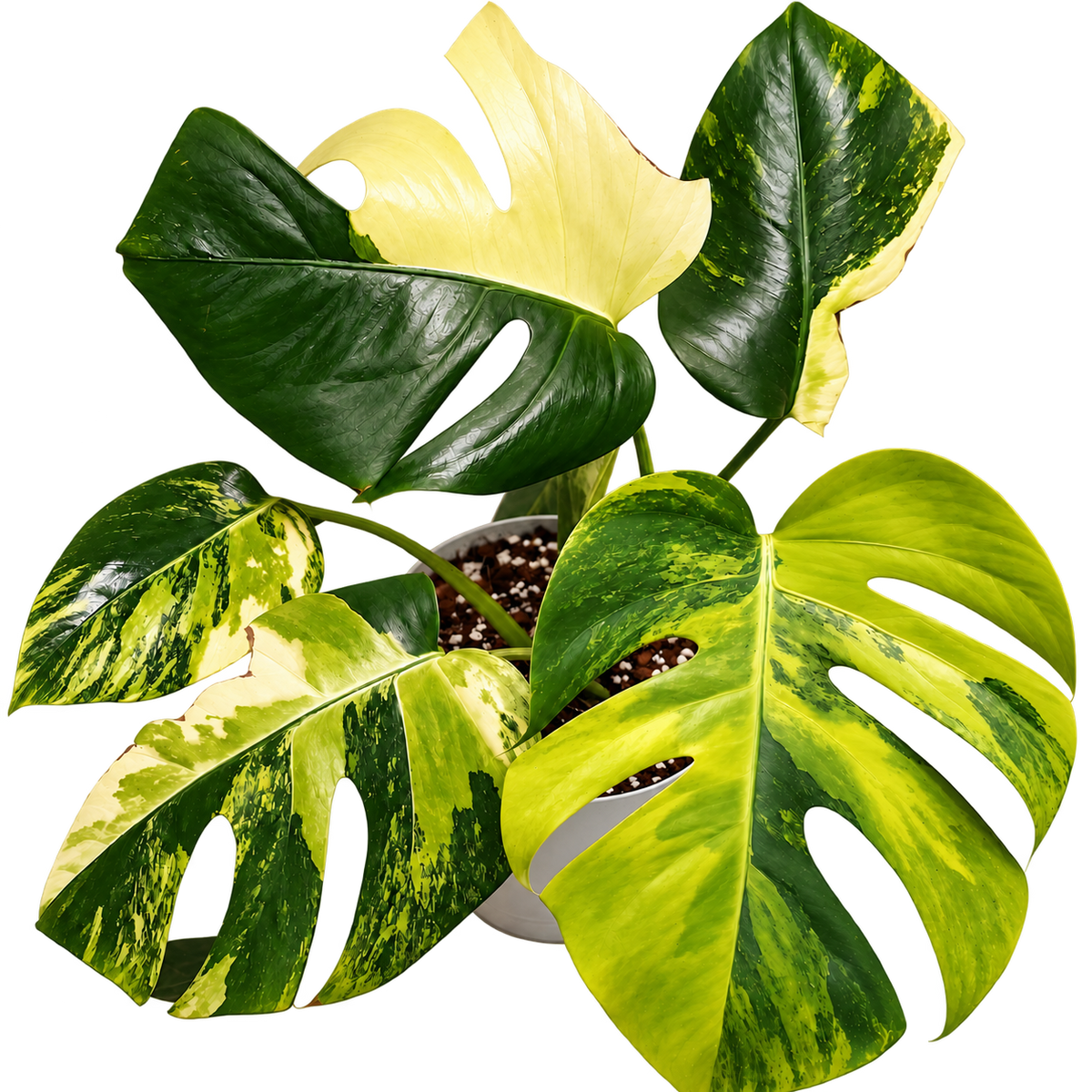 Monstera Aurea Large Form variegated plant