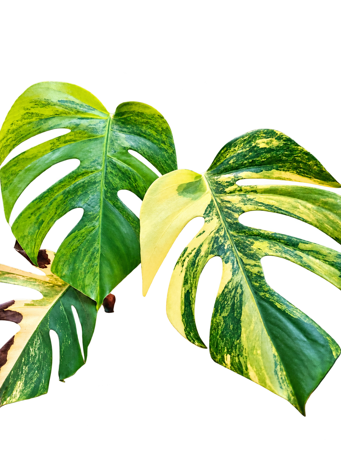 Monstera Aurea Large Form variegated plant
