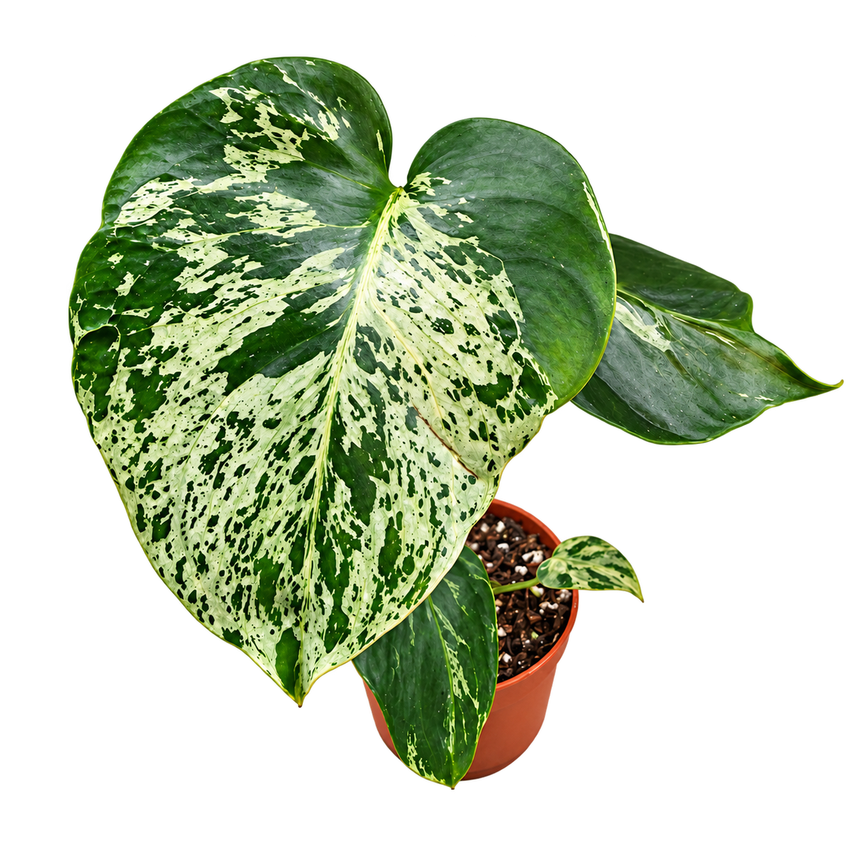 Monstera Bulbasaur rare collector plant