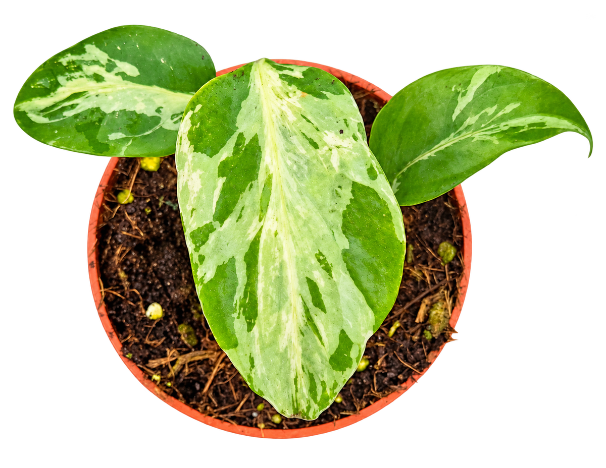 Monstera Bulbasaur plant