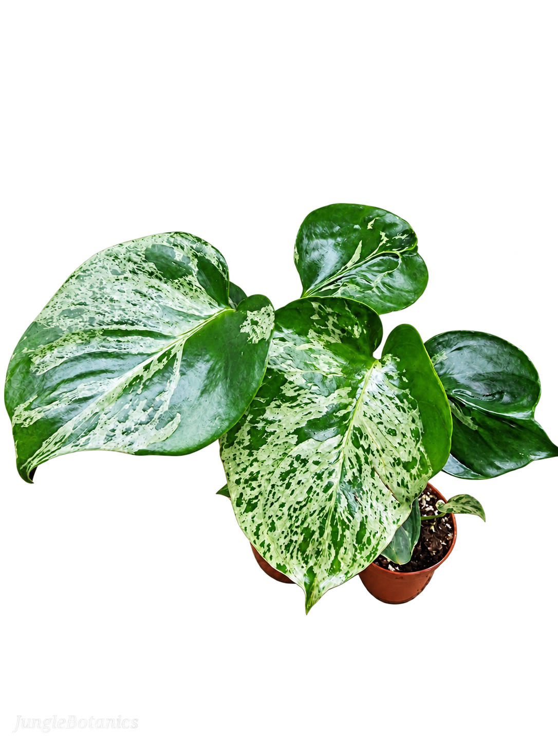 Monstera Bulbasaur foliage