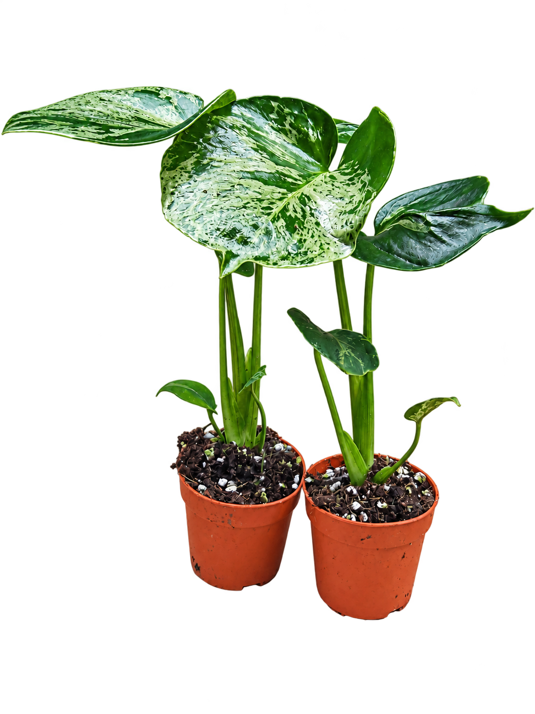 Monstera Bulbasaur plant detail