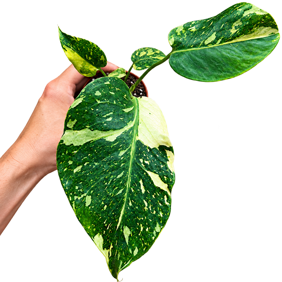 Monstera Electrolyte rare collector plant