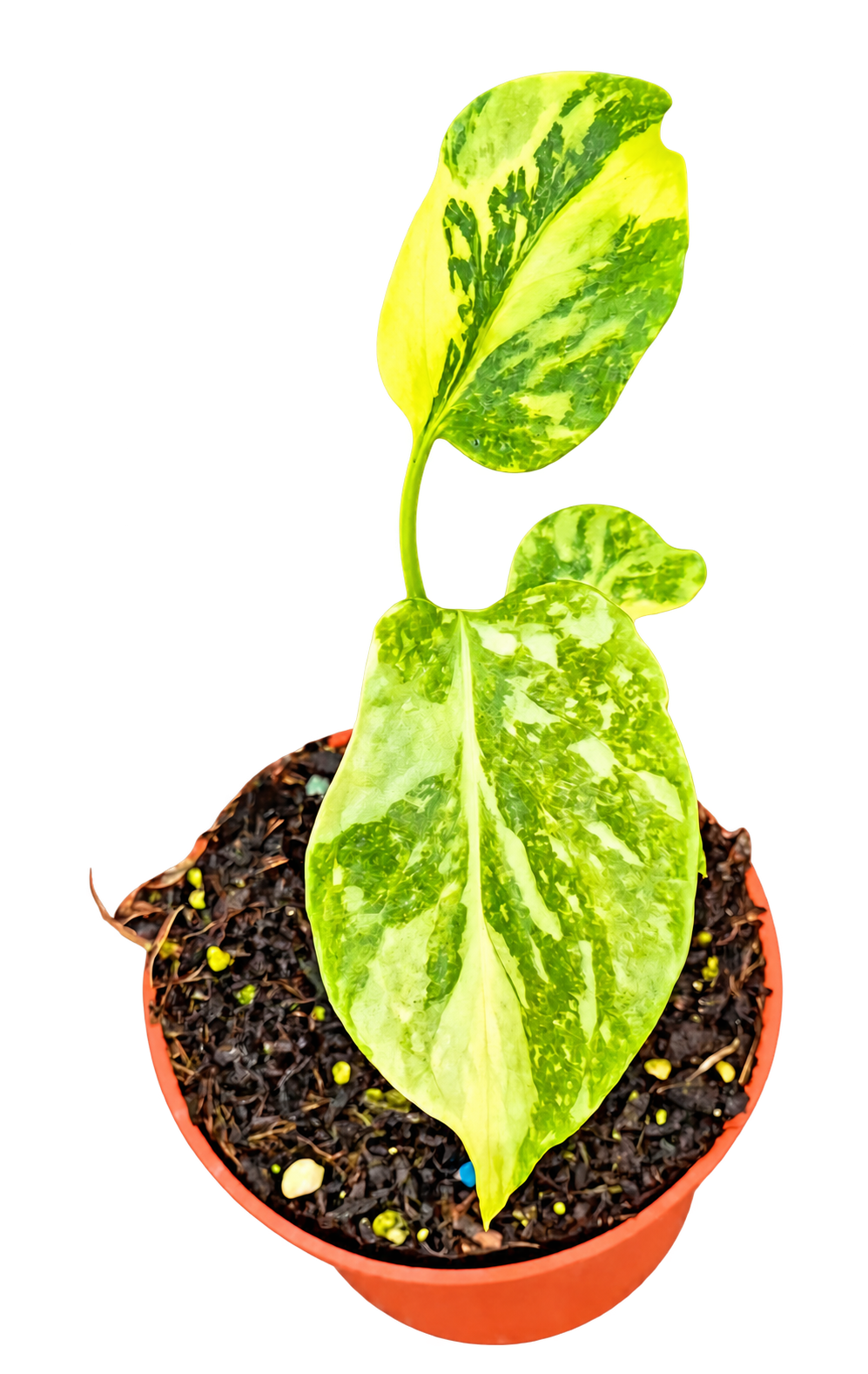 Monstera Electrolyte plant