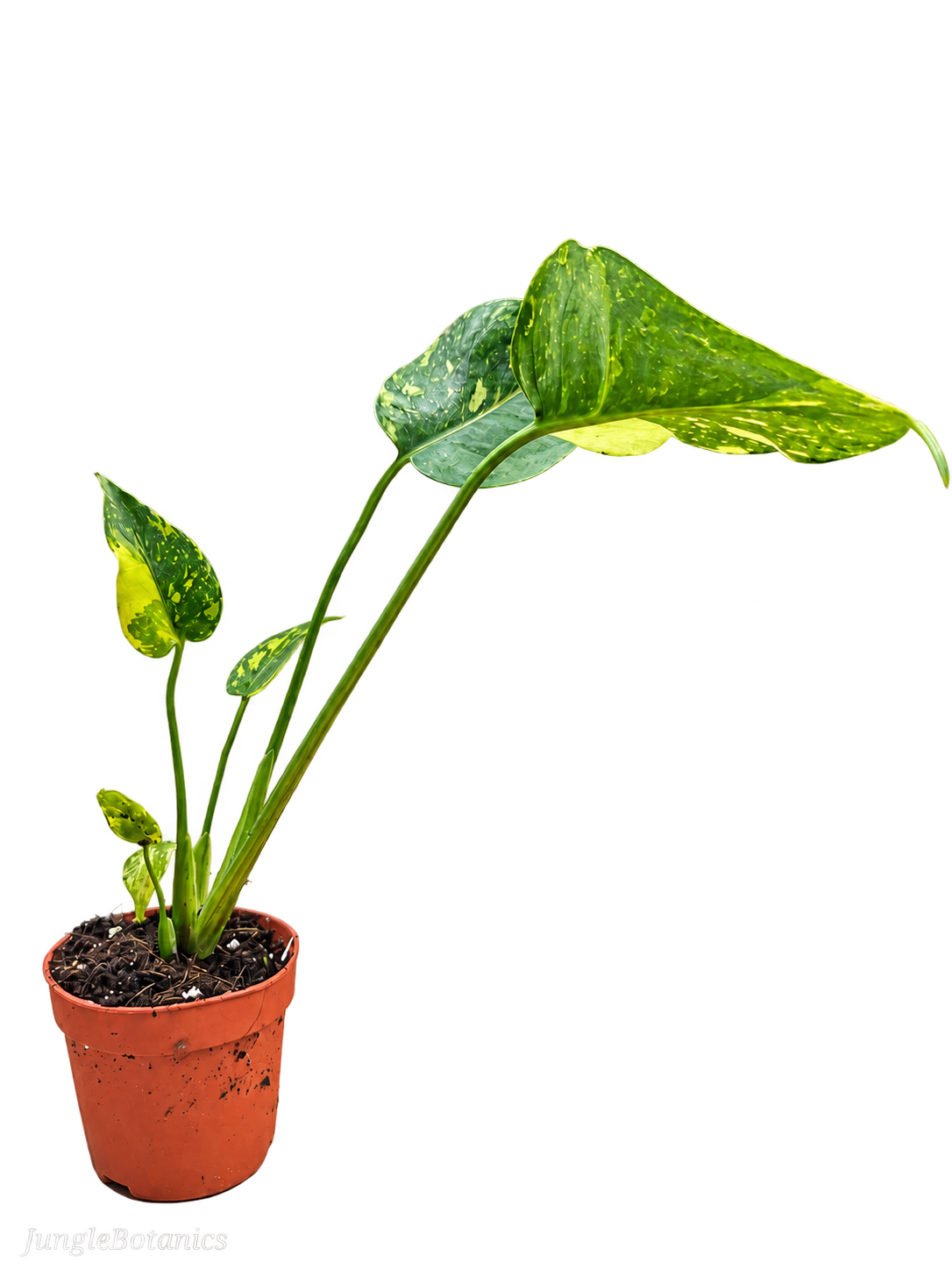 Monstera Electrolyte foliage