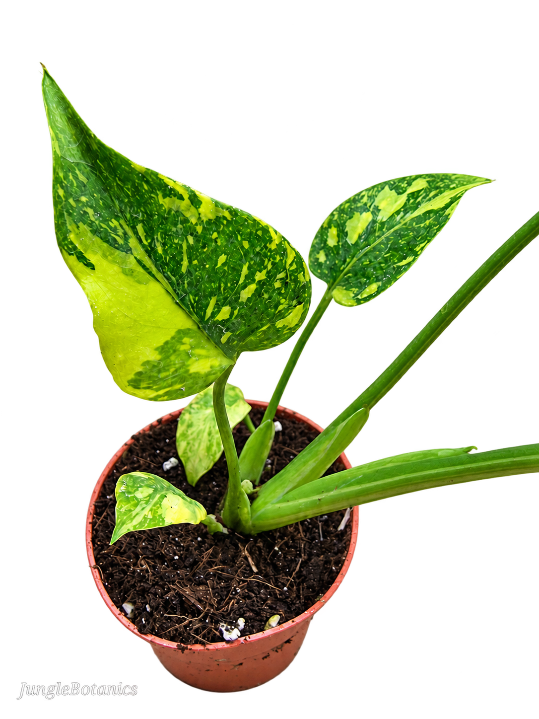 Monstera Electrolyte plant detail