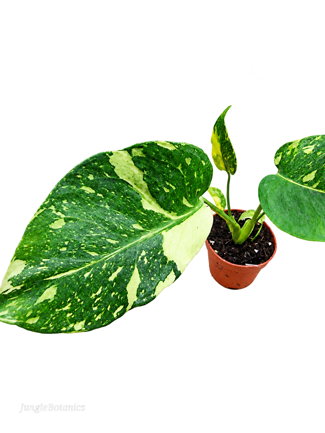 Monstera Electrolyte leaf detail