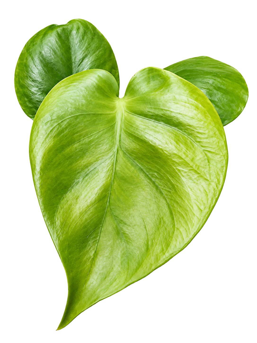 Monstera Lime Banana collector plant