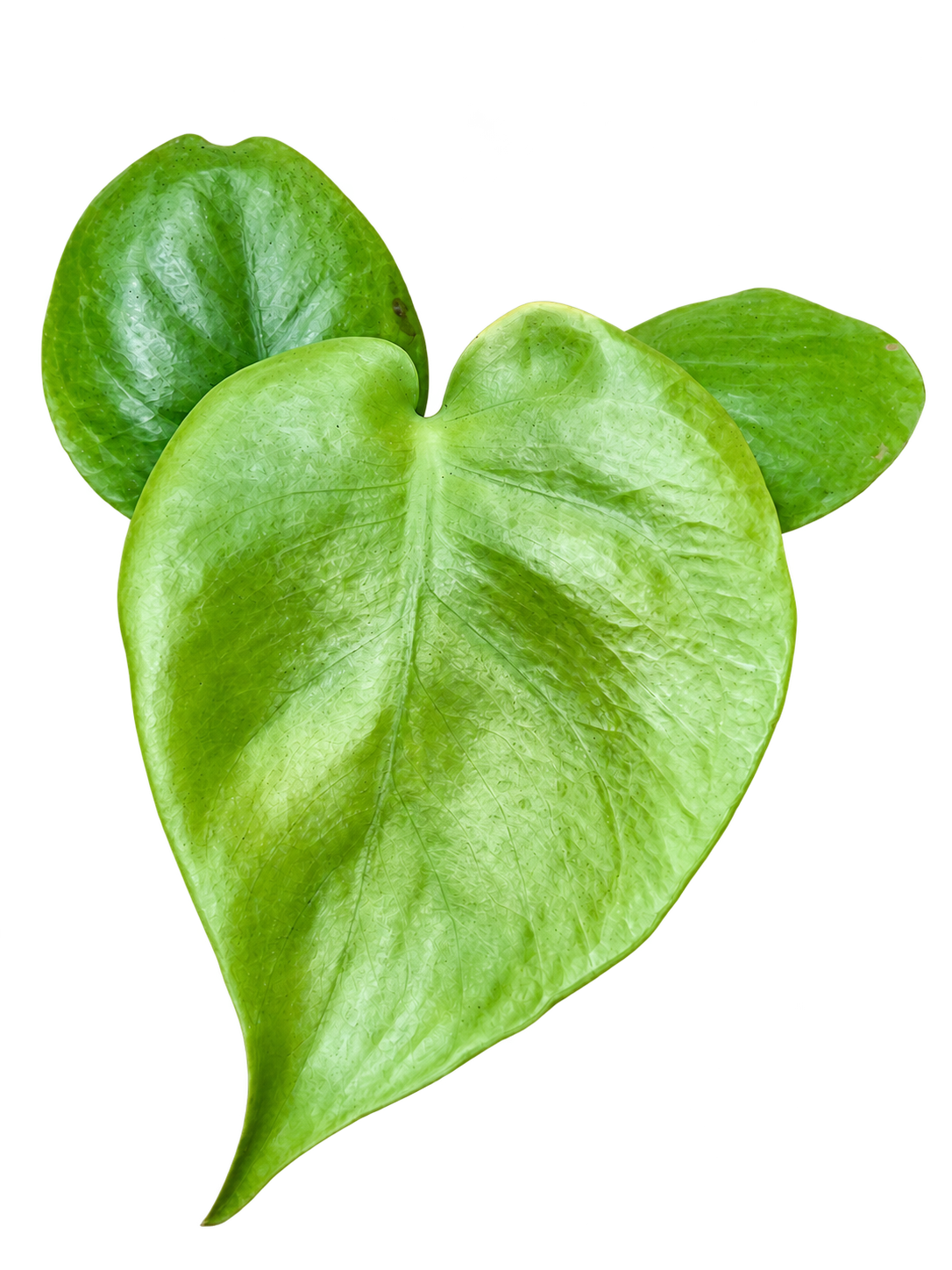 Monstera Lime Banana plant