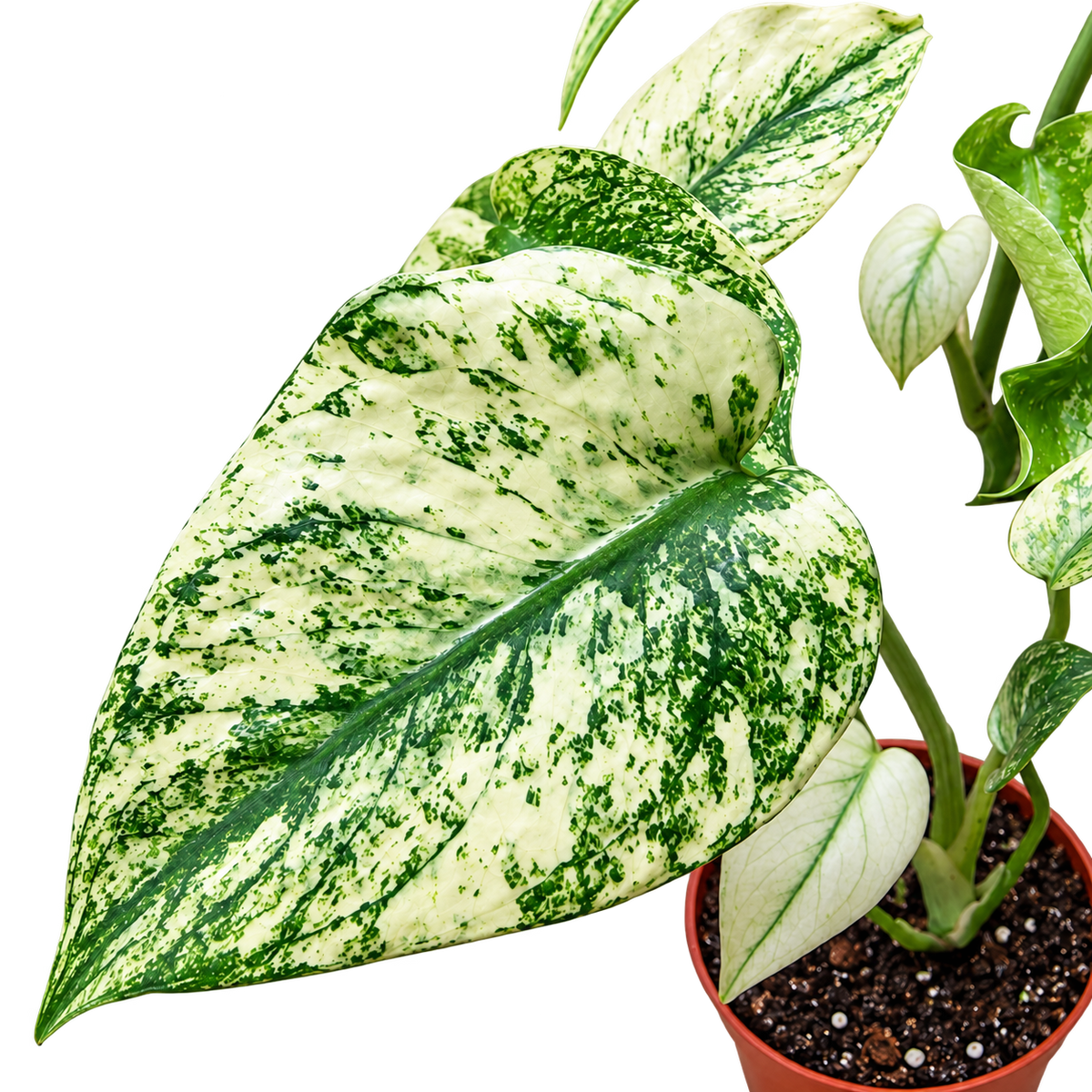 Monstera White Monster highly variegated rare houseplant UK