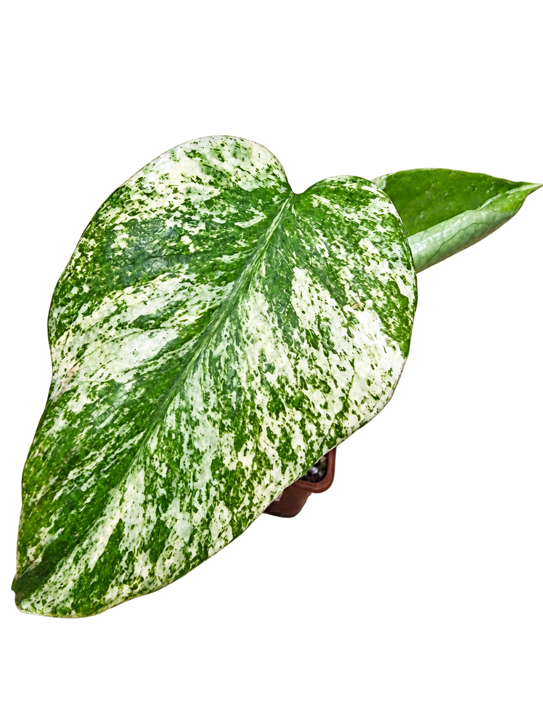 Monstera White Monster variegated plant from JungleBotanics UK