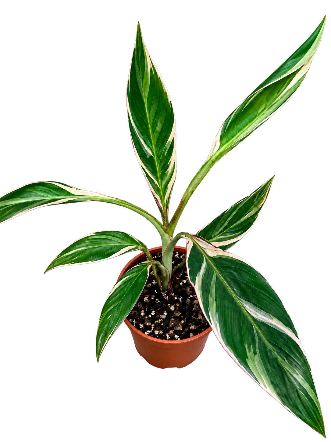 Musa Nono pink variegated banana plant with green, white and pale pink striped foliage in a 2 litre pot