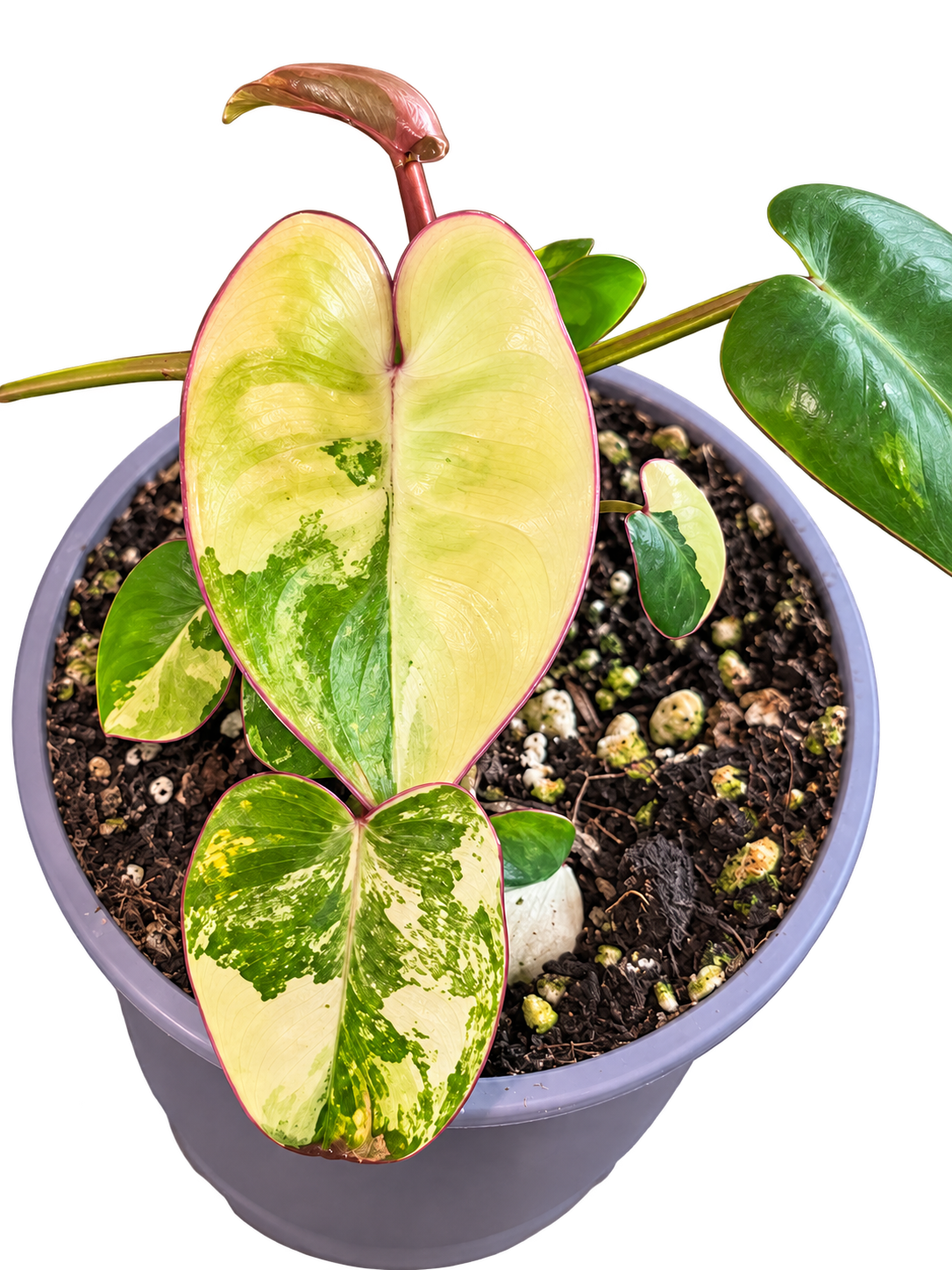 Philodendron Billietiae Variegated plant
