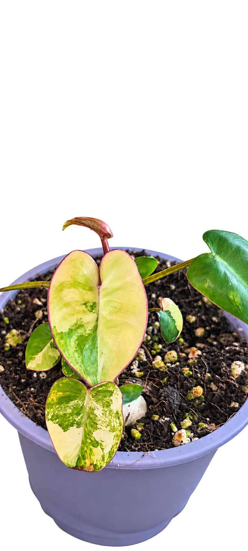 Philodendron Billietiae Variegated plant