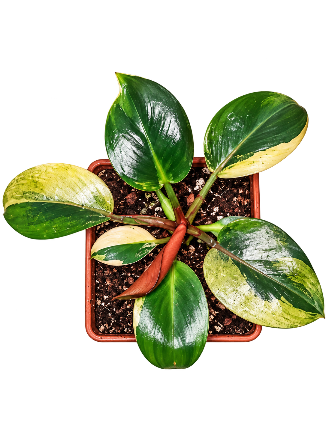 Philodendron Birkin Variegated plant