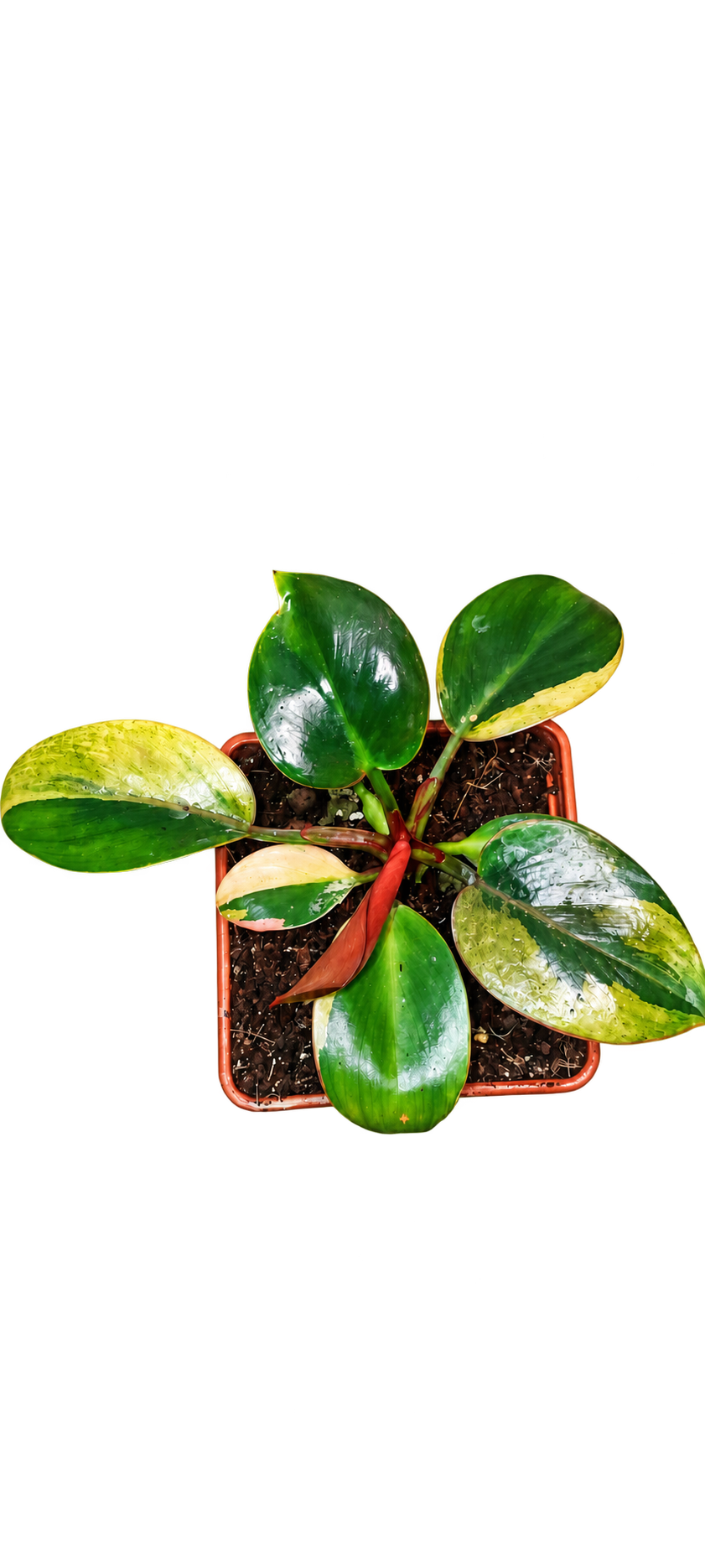 Philodendron Birkin Variegated plant