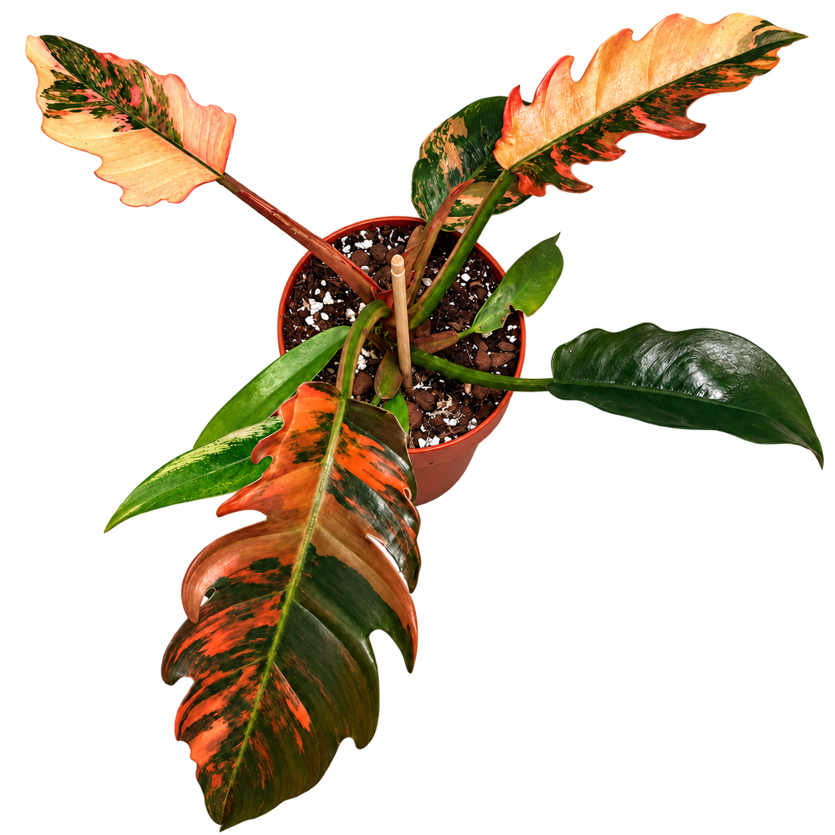 Philodendron Caramel Marble variegated plant